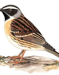 黑喉岩鹨 / Black-throated Accentor / Prunella atrogularis