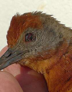 红顶田鸡 / Russet-crowned Crake / Rufirallus viridis