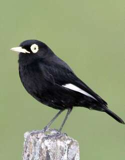 斑眼霸鹟 / Spectacled Tyrant / Hymenops perspicillatus