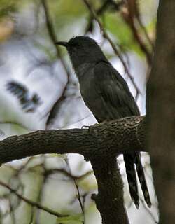 灰腹杜鹃 / Grey-bellied Cuckoo / Cacomantis passerinus