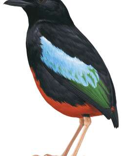 美丽八色鸫 / Superb Pitta / Pitta superba