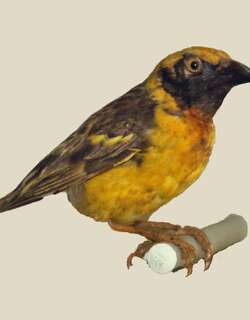 乌干达织雀 / Fox’s Weaver / Ploceus spekeoides