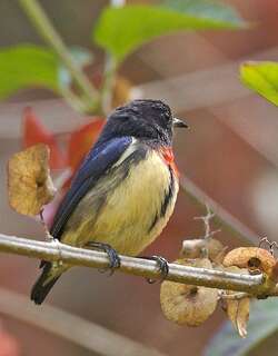 爪哇啄花鸟 / Blood-breasted Flowerpecker / Dicaeum sanguinolentum
