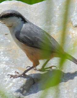 岩䴓 / Western Rock Nuthatch / Sitta neumayer