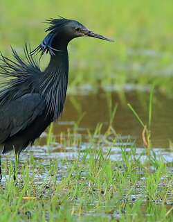 黑鹭 / Black Heron / Egretta ardesiaca