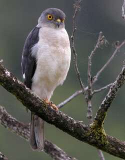 马岛鹰 / Frances’s Sparrowhawk / Accipiter francesiae