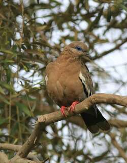 南美哀鸽 / West Peruvian Dove / Zenaida meloda
