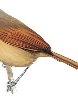 白眼先针尾雀 / White-lored Spinetail / Synallaxis albilora