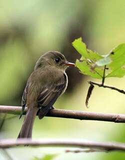 牙买加绿霸鹟 / Jamaican Pewee / Contopus pallidus
