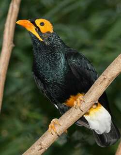黄脸树八哥 / Yellow-faced Myna / Mino dumontii