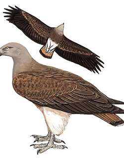 渔雕 / Lesser Fish Eagle / Haliaeetus humilis