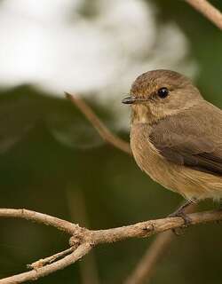 暗鹟 / African Dusky Flycatcher / Muscicapa adusta