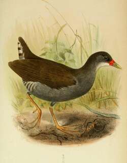 彩喙秧鸡 / Paint-billed Crake / Neocrex erythrops