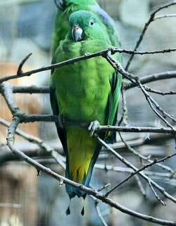 布岛扇尾鹦鹉 / Buru Racket-tail / Prioniturus mada