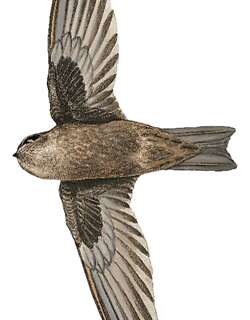 帕劳金丝燕 / Palau Swiftlet / Aerodramus pelewensis