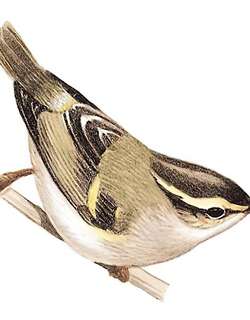 云南柳莺 / Chinese Leaf Warbler / Phylloscopus yunnanensis