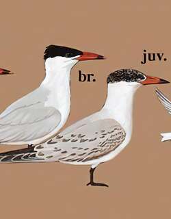 红嘴巨鸥 / Caspian Tern / Hydroprogne caspia