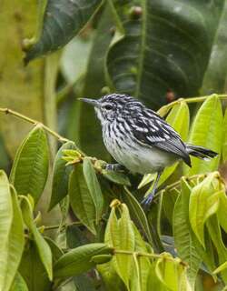 纹胸蚁鹩 / Stripe-chested Antwren / Myrmotherula longicauda