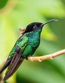 黑嘴长尾蜂鸟 / Black-billed Streamertail / Trochilus scitulus