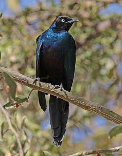 彩辉椋鸟 / Splendid Starling / Lamprotornis splendidus