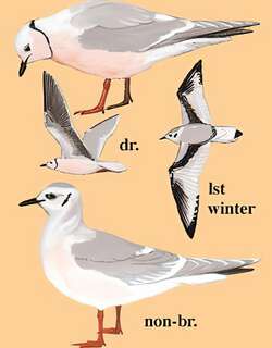 楔尾鸥 / Ross’s Gull / Rhodostethia rosea