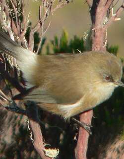 马斯绣眼鸟 / Reunion Grey White-eye / Zosterops borbonicus