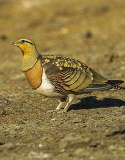 白腹沙鸡 / Pin-tailed Sandgrouse / Pterocles alchata