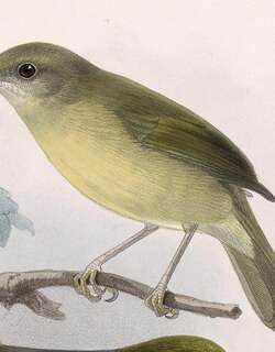 灌丛绿莺雀 / Scrub Greenlet / Hylophilus flavipes