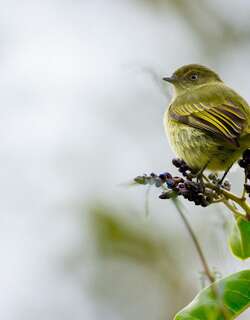 玻利维亚小霸鹟 / Bolivian Tyrannulet / Zimmerius bolivianus