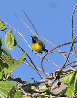 松岛花蜜鸟 / Apricot-breasted Sunbird / Cinnyris buettikoferi