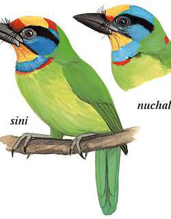 黑眉拟啄木鸟 / Chinese Barbet / Psilopogon faber