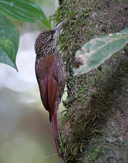 纹头䴕雀 / Streak-headed Woodcreeper / Lepidocolaptes souleyetii