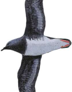 贝氏圆尾鹱 / Beck’s Petrel / Pseudobulweria becki