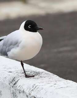 安第斯鸥 / Andean Gull / Chroicocephalus serranus