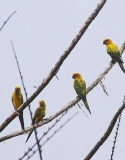 橙胸鹦哥 / Sulphur-breasted Parakeet / Aratinga maculata