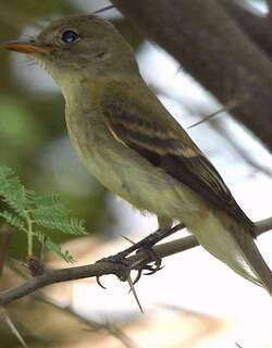 纹霸鹟 / Willow Flycatcher / Empidonax traillii