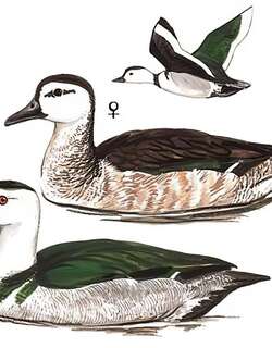 棉凫 / Cotton Pygmy Goose / Nettapus coromandelianus