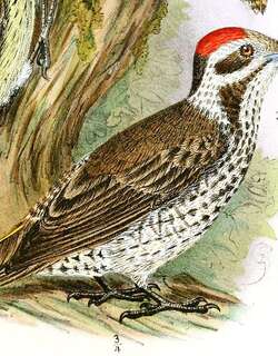 斯氏啄木鸟 / Stierling’s Woodpecker / Dendropicos stierlingi