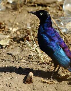 卢氏丽椋鸟 / Rüppell’s Starling / Lamprotornis purpuroptera