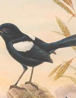 白肩细尾鹩莺 / White-shouldered Fairywren / Malurus alboscapulatus