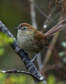白颏棘尾雀 / White-chinned Thistletail / Asthenes fuliginosa