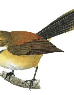 摩鹿加扇尾鹟 / Tawny-backed Fantail / Rhipidura superflua
