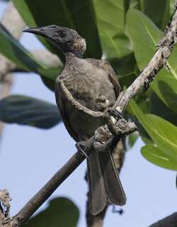 盔吮蜜鸟 / Helmeted Friarbird / Philemon buceroides