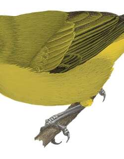黄腹绣眼鸟 / Capped White-eye / Zosterops fuscicapilla