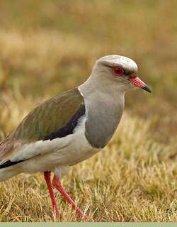安第斯麦鸡 / Andean Lapwing / Vanellus resplendens