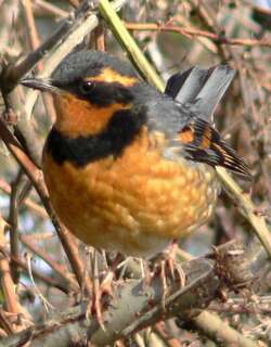 杂色鸫 / Varied Thrush / Ixoreus naevius