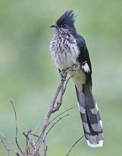 莱氏凤头鹃 / Levaillant’s Cuckoo / Clamator levaillantii