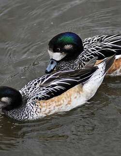 黑白斑胸鸭 / Chiloe Wigeon / Mareca sibilatrix