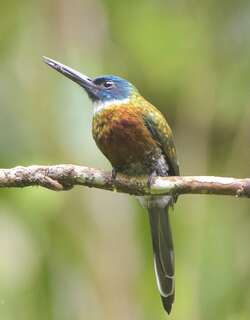 紫鹟䴕 / Purplish Jacamar / Galbula chalcothorax