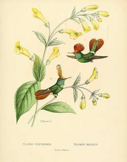 斑冠蜂鸟 / Spangled Coquette / Lophornis stictolophus